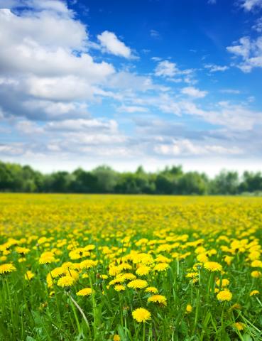 Environmental flowers in a meadow